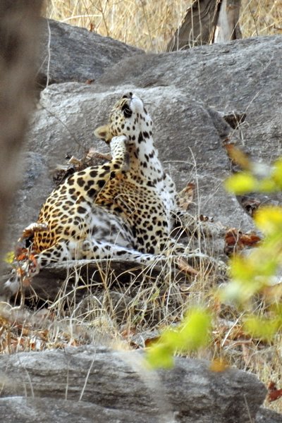 Zich krabbende luipaard in Pench National Park (India)