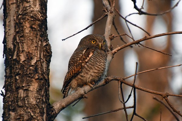 Jungledwerguil (Jungle owlet) in het laatste licht in Pench National Park (India)