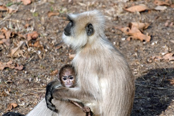 Langur met jong in Pench National Park (India)