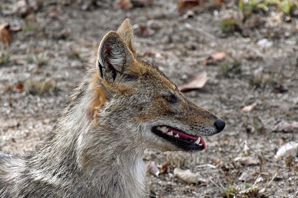 Close up van Goudjakhals (Golden jackal) in Pench National Park (India)