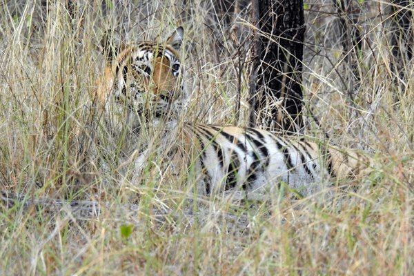 Tijger vrouw in hoog gras in Satpura NP (India)