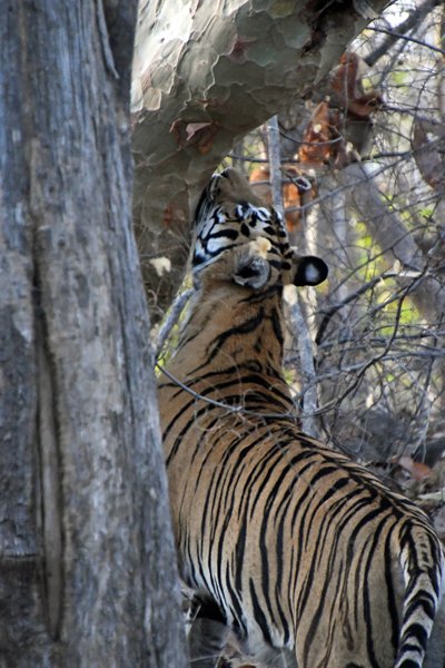 Tijger vrouw merkeert een boom in Satpura NP (India)
