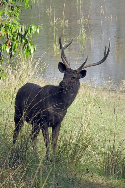 Sambar in Satpura NP (India)