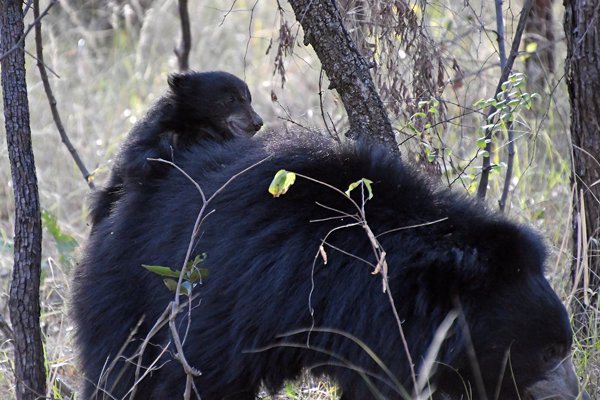 Lippenbeer met jong op de rug in Satpura NP (India)