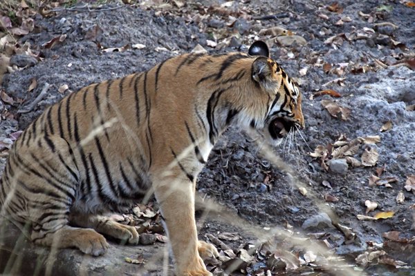 Tijger in Satpura NP (India)