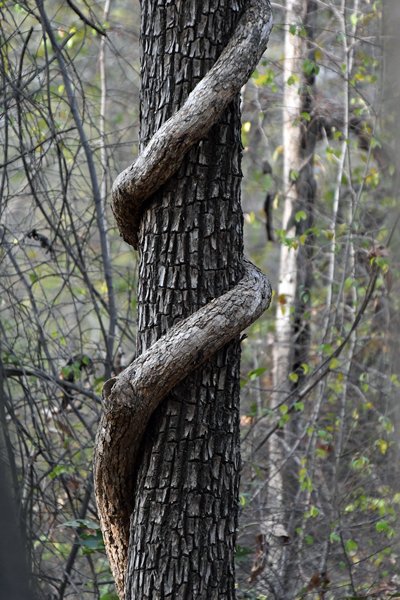 Kunstige boom in Satpura NP (India)