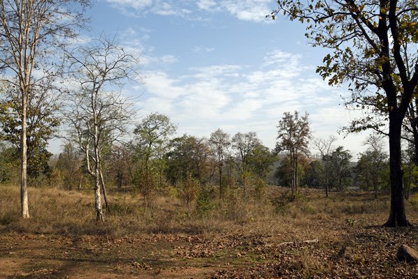 Dun bos in Satpura NP (India)