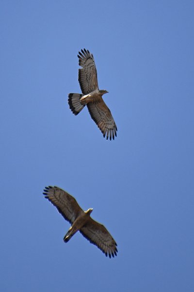 Aziatische wespendieven (Oriental honey buzzard) in vlucht in Satpura NP (India)