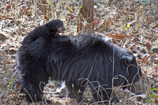 Lippenbeer (Sloth bear) met jong op de rug in Satpura NP (India)