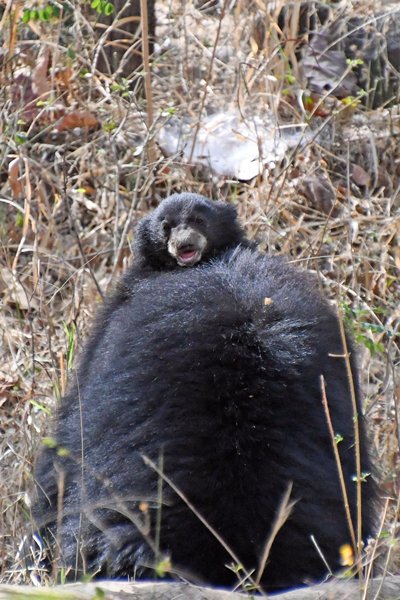 Lippenbeer (Sloth bear) met jong op de rug in Satpura NP (India)