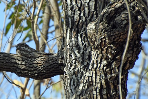 Hindoenachtzwaluw (Indian nighjar) in Gir National Park (Gujarat, India)