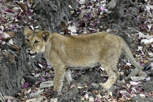 Welpje Aziatische leeuw in Gir National Park (Gujarat, India)