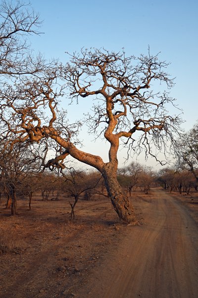 Gir National Park in het vroege licht (Gujarat, India)