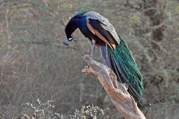 Pauw in het Gir National Park (Gujarat, India)