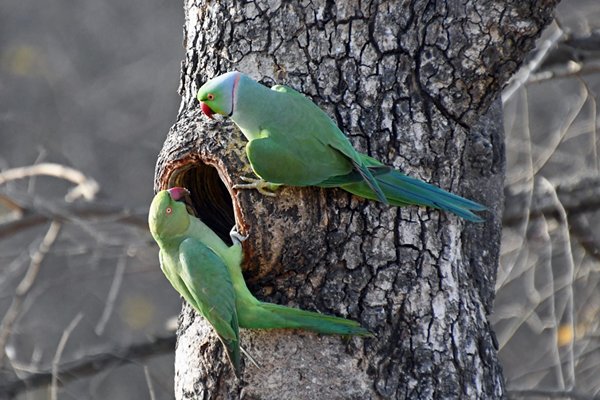 Halsbandparkieten (Rose-ringed parakeet) in Gir National Park (Gujarat, India)