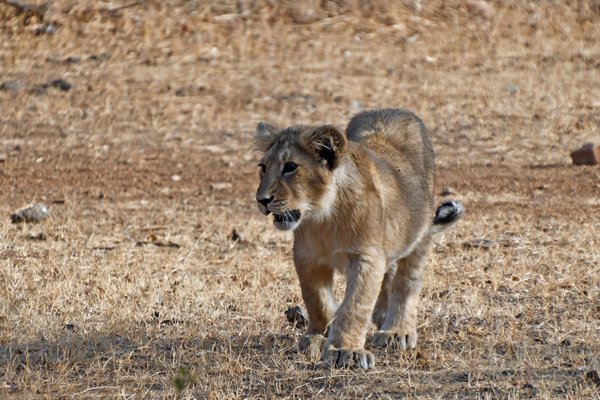 Welpje Aziatische leeuw in Gir National Park (Gujarat, India)