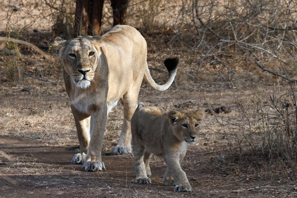 Aziatische leeuwen (moeder met welp) in Gir National Park (Gujarat, India)