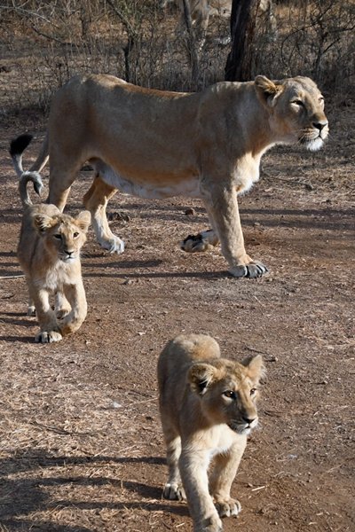 Aziatische leeuwen (moeder met twee welpen) in Gir National Park (Gujarat, India)