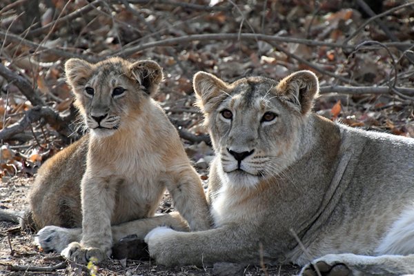 Aziatische leeuwen (moeder met welp), kijkend naar de bezoekers in het Gir National Park (Gujarat, India)