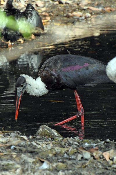 Bisschopsooievaar (Woolly-necked stork) in Gir National Park (Gujarat, India)