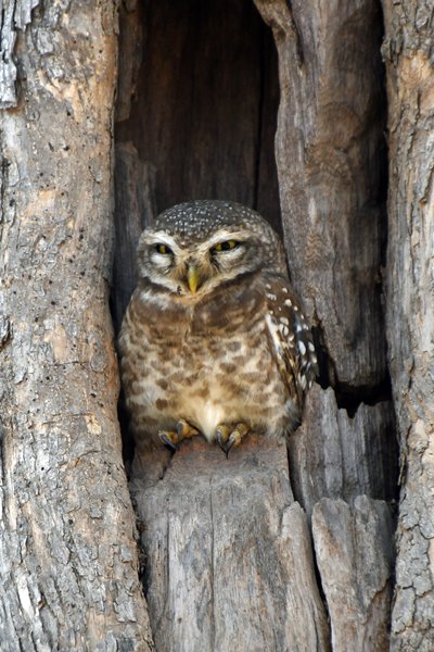Brahmaanse steenuil (Spotted owlet) in Gir National Park (Gujarat, India)