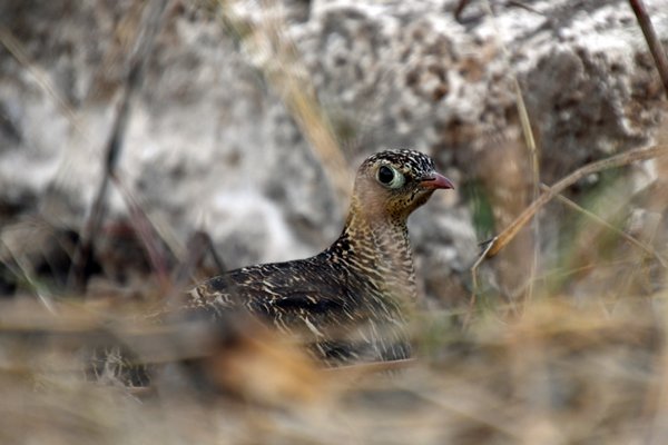 Indisch zandhoen (Painted sandgrouse) in Gir National Park (Gujarat, India)