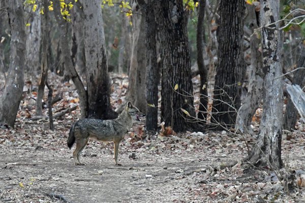 Goudjakhals (Golden jackal) in het Gir National Park (Gujarat, India)