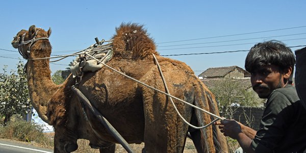 Dromedaris-kar tussen Gir NP en Mendarda (Gujarat, India)