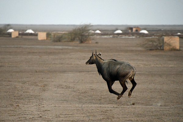 Rennende Nijlgau (Nilgai) in Little rann of Kutch (Gujarat, India)