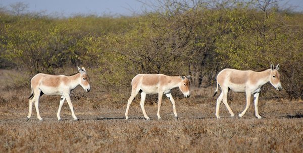 Wilde ezels (Wild Ass) in Little rann of Kutch (Gujarat, India)