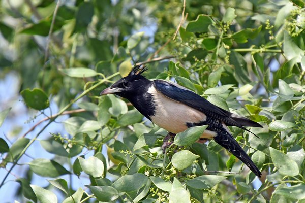 Roze spreeuw (Rosy starling) in Little rann of Kutch (Gujarat, India)