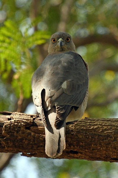 Shikra in de tuin van hotel Rann Riders in Dasada (Gujarat, India)