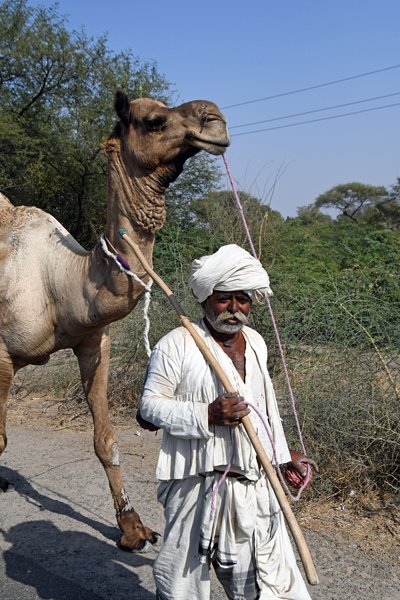Gujarati man met dromedaris (Gujarat, India)