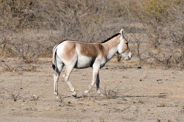 Wilde ezel (Wild Ass) in de Little Rann of Kutch (Gujarat, India)