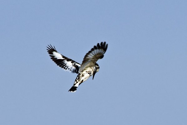 Bonte ijsvogel (Pied kingfisher) in de omgeving van Savda (Gujarat, India)