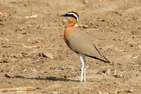 Indische renvogel (Indian courser) in een veld bij Nava Talaw (Gujarat, India)