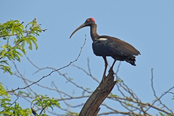 Wrattenibis (Red-naped ibis) in het National Zoo Park (Delhi, India)