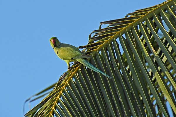 Halsbandparkiet (Rose-ringed Parakeet) bij de Negombo Lagune (Sri Lanka)