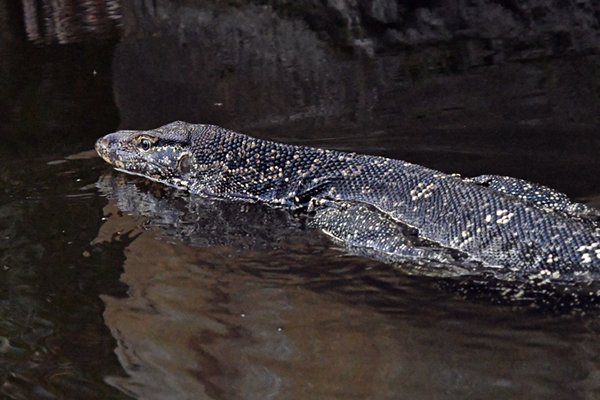 Water monitor (Indische varaan) in de schemering bij Negombo (Sri Lanka)