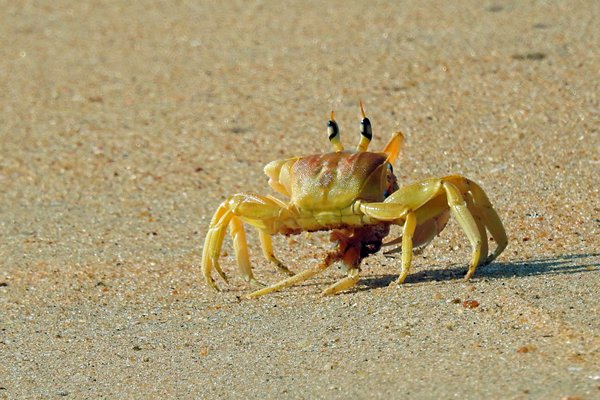 Spookkrab op het strand bij Chilaw (Sri Lanka)