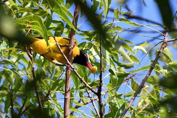 Zwartkopwielewaal (Black-hooded Oriole) in Anawilundawa (Sri Lanka)