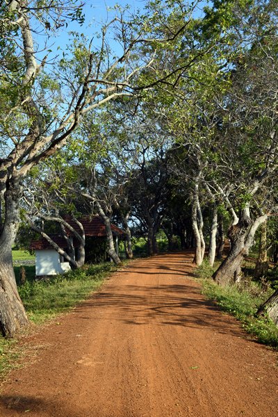 Dijkje tussen de natte velden in Anawilundawa (Sri Lanka)