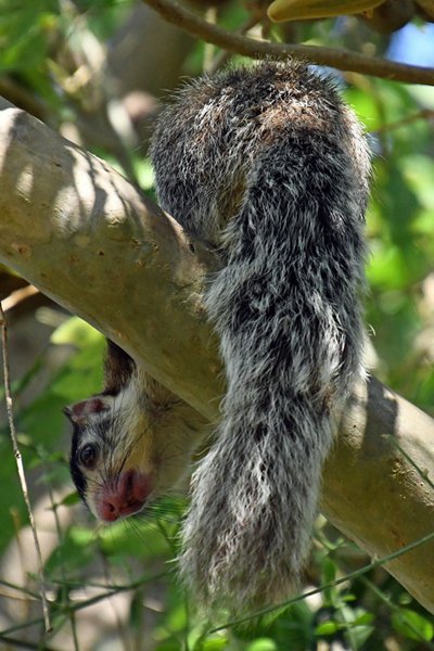 Reuzeneekhoorn (Ratufa macroura) in Anawilundawa (Sri Lanka)