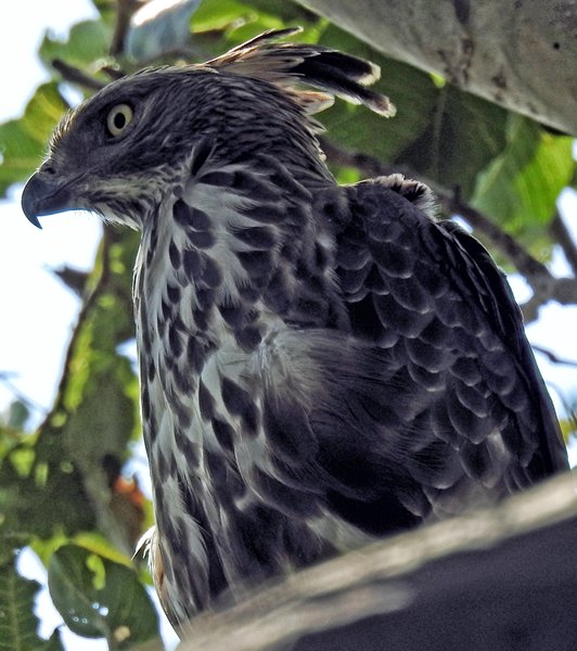 Indische slangenarend (Crested serpent eagle) in Anawilundawa (Sri Lanka)