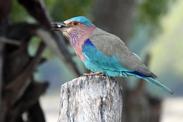 Scharrelaar (Indian Roller) bij Kalpitiya (Sri Lanka)