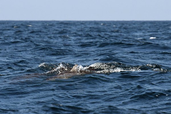 Een foute dolfijnentocht bij Kalpitiya (Sri Lanka)