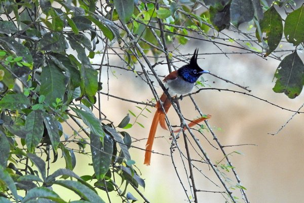 Indiase paradijsmonarch (Asian Paradise Flycatcher) in Wilpattu national Park (Sri Lanka)