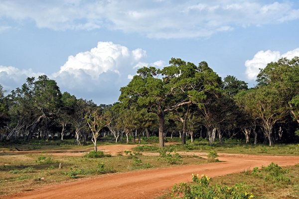 Landschap Wilpattu National Park (Sri Lanka)