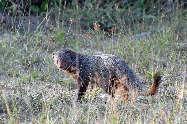 Ruddy mongoose (Herpestes smithii) in Wilpattu National Park (Sri Lanka)