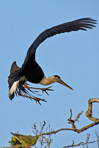 Bisschopsooievaar (Woolly-necked Stork) in Wilpattu National Park (Sri Lanka)